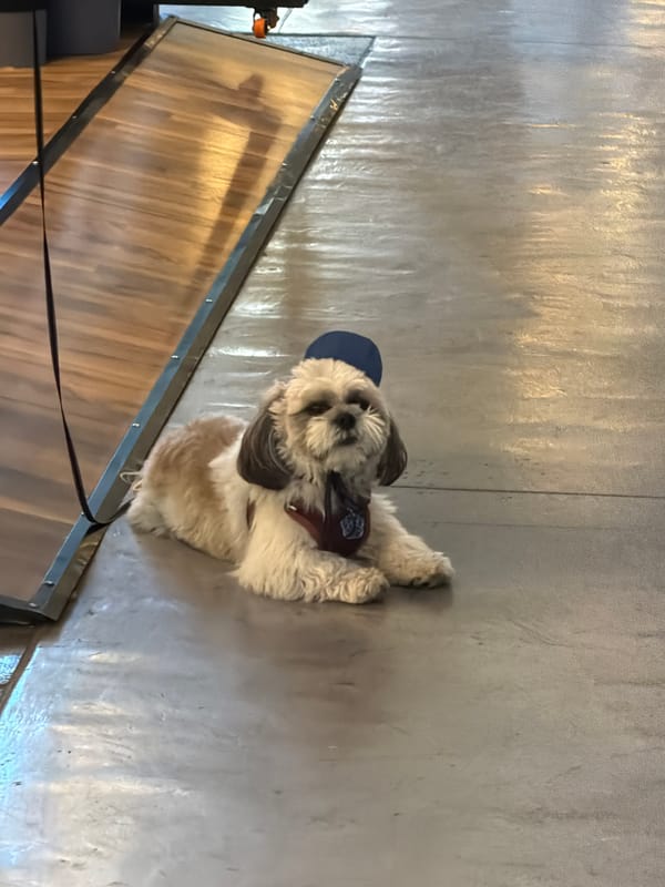 Dog in blue hat, Starbucks coffee with smiley face