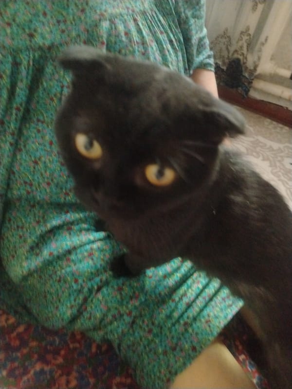 A cat, a painting, and a white horse in Nukus