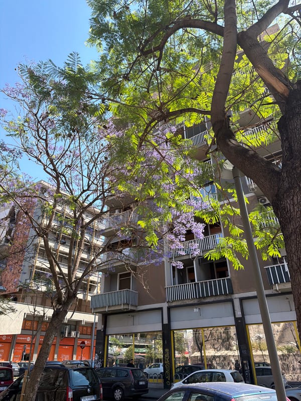 Morning walk documented through blooming Catania streets