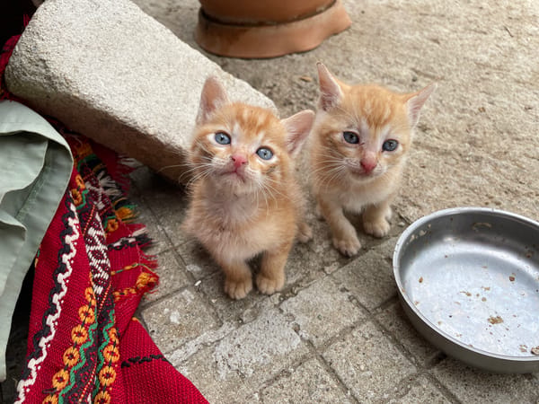 Kittens and dogs spotted around rural Zlatograd, Bulgaria