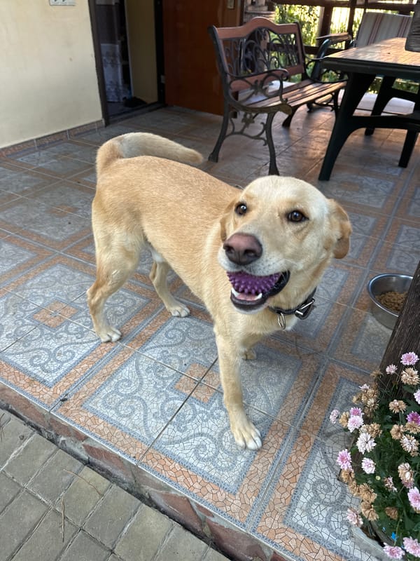 Dog plays with purple ball on a Sochi patio