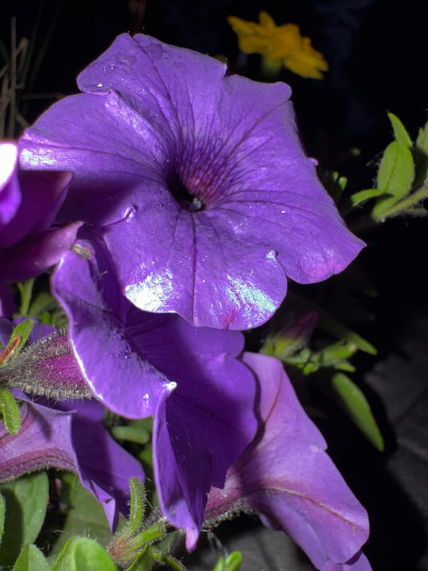 Evening photography walk captures Kyiv landmarks and flowers