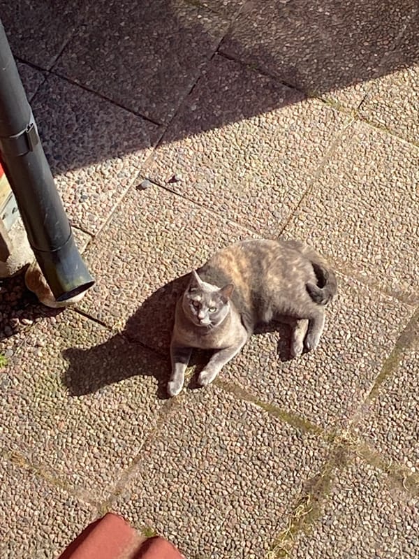Cat relaxes on cobblestone patio in Björklinge, Sweden