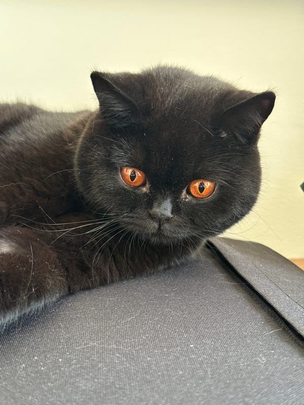 Cat watches morning foliage through window in London building