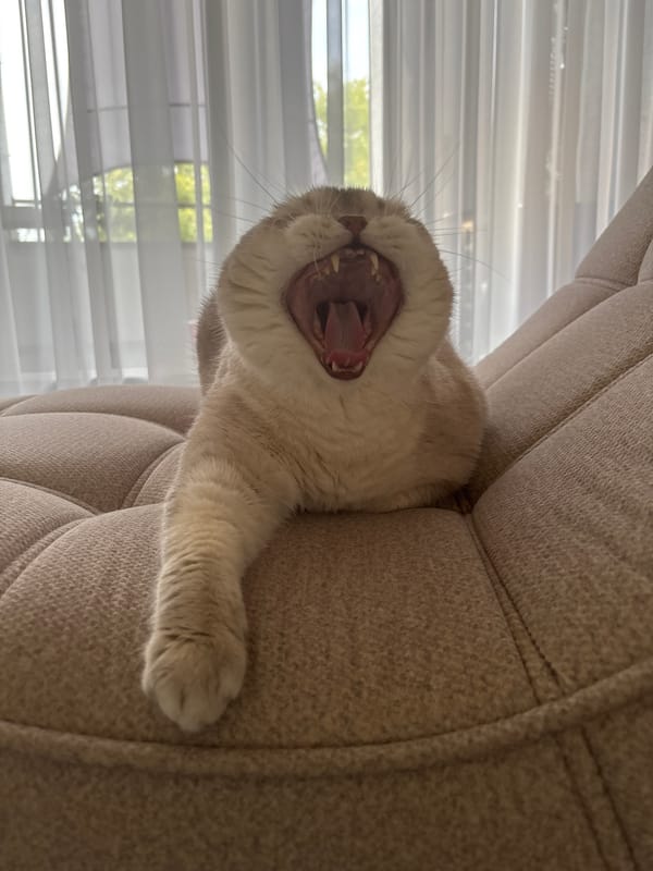 Cat observed resting and yawning on beige furniture