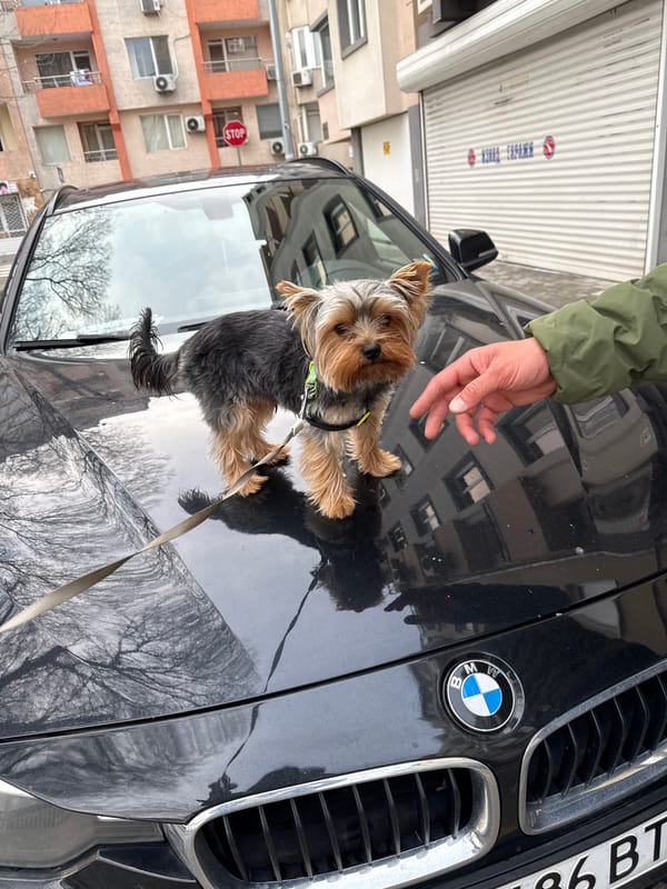 Spring day moments with pets and people in Varna