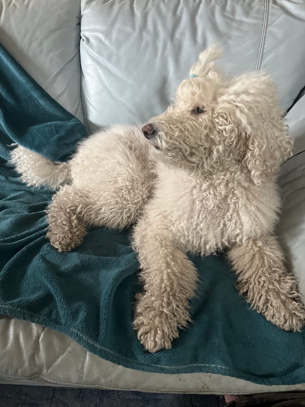 Poodle rests on gray leather couch with teal blanket