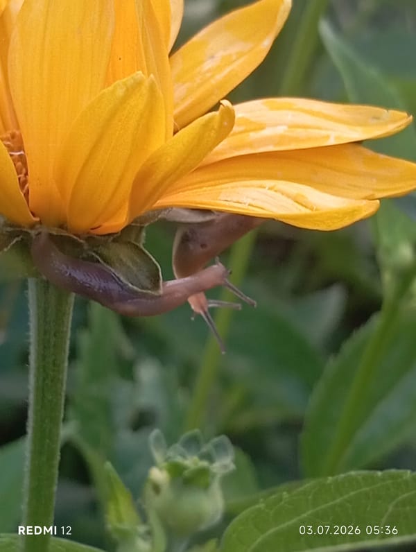 Slugs on yellow flowers in a Brovary garden
