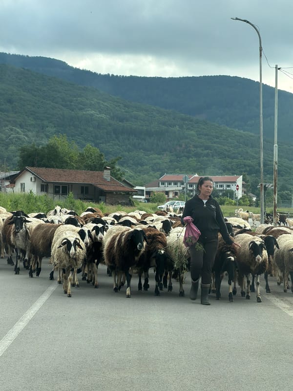 Shepherdess guides flock along road in Pravets, Bulgaria