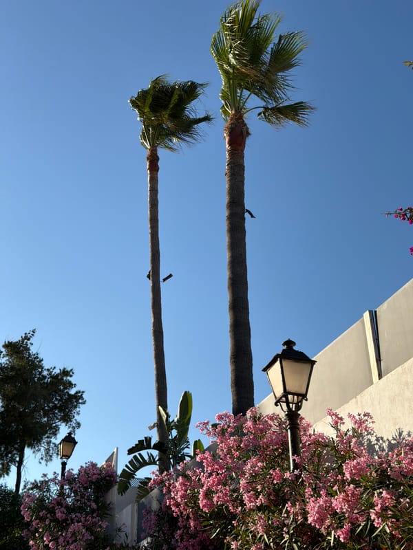 Palm trees and a full moon along the Estepona coastline