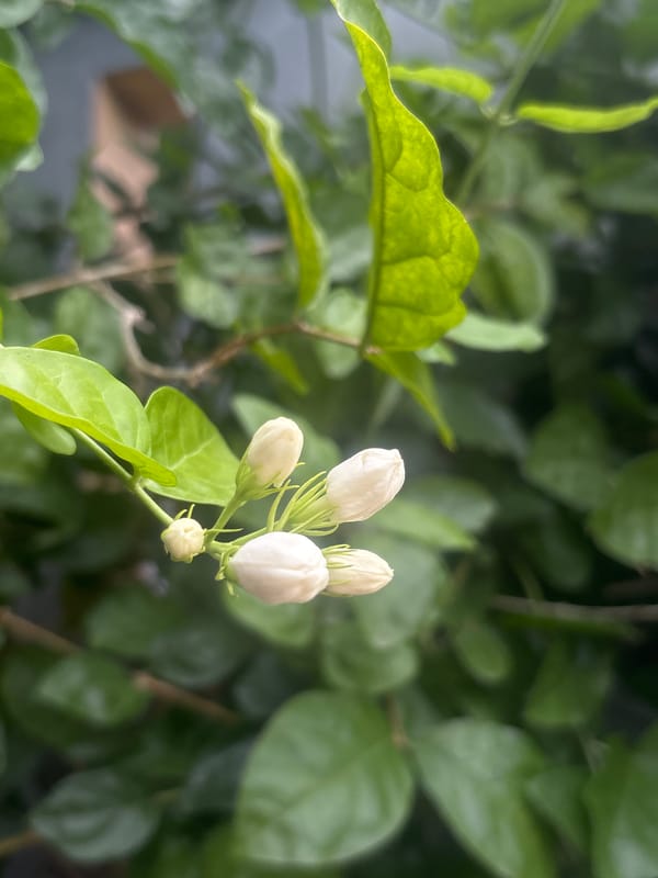Morning garden life documented in Indonesian city