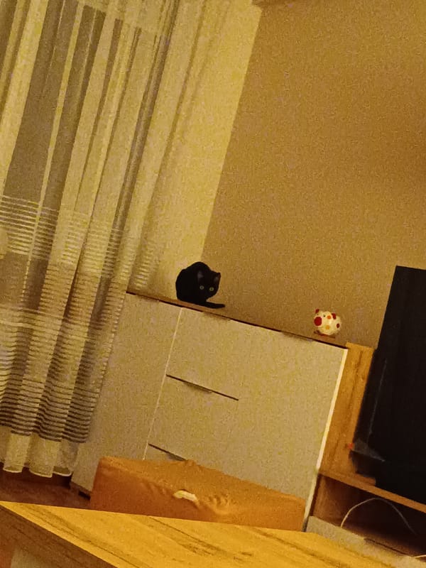 Black cat photographed on wooden table in Bulgarian home