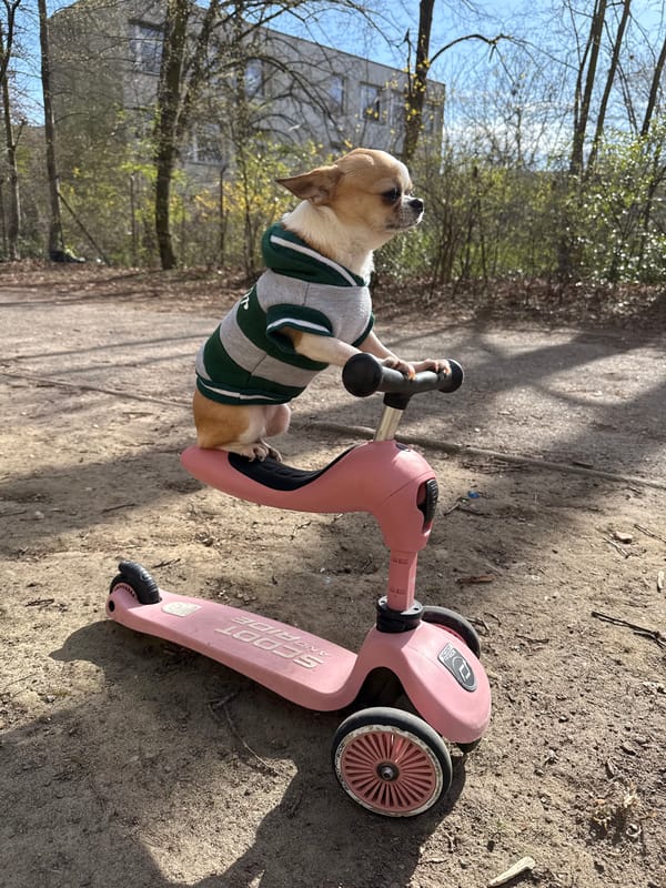 Chihuahua in hoodie rides pink scooter in Berlin park