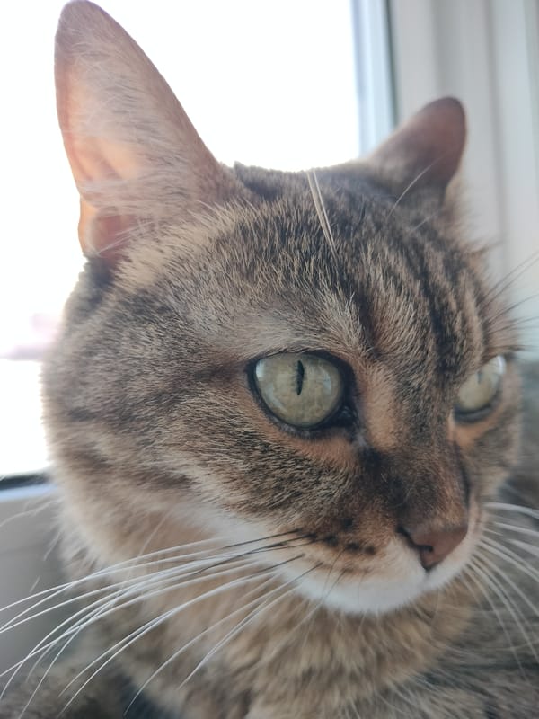 Tabby cat at the window, green eyes fixed outside