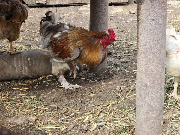 Rural Bulgarian village life documented in 30 everyday moments