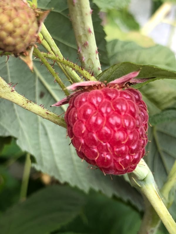 Macro garden shots: wet blooms, a raspberry, and a hidden gnome