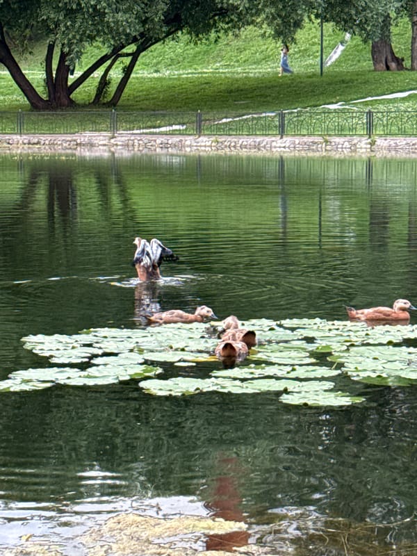 Ducks on a Khimki pond, plus a glimpse of the train station