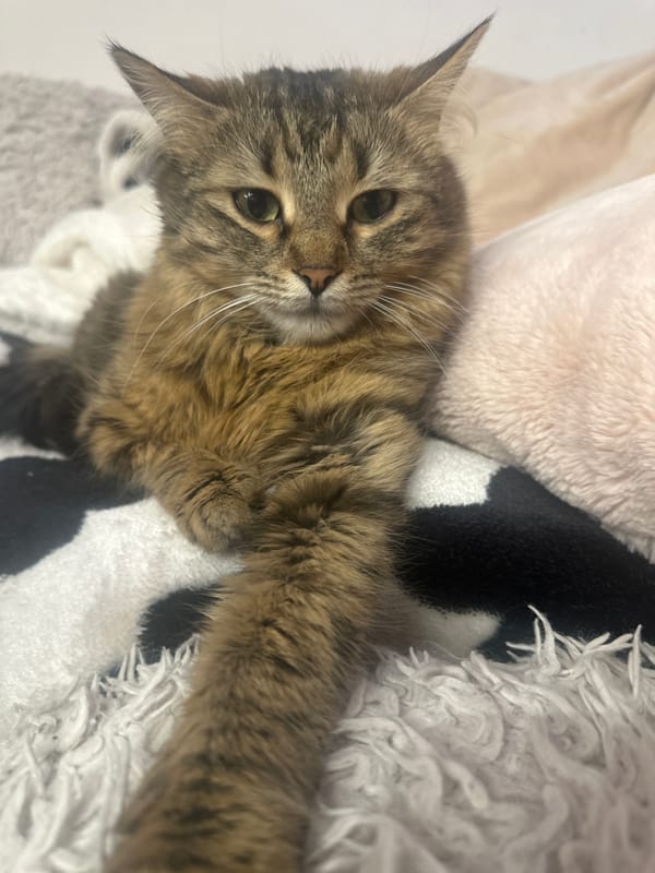 Brown tabby cat rests on colorful blankets