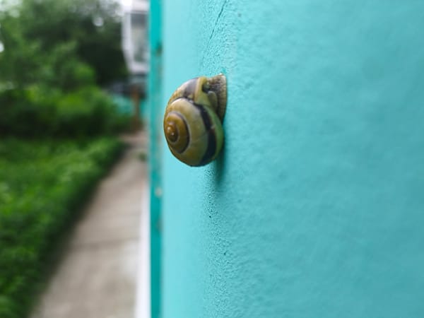 Snail spotted on turquoise wall in Chaikovsky, Russia