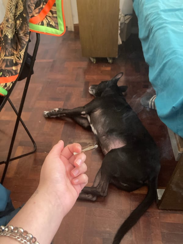 Black dog rests on hardwood floor near blue-linened bed