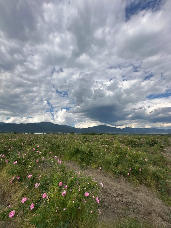 Pink rose field captured in Kran, Bulgaria countryside
