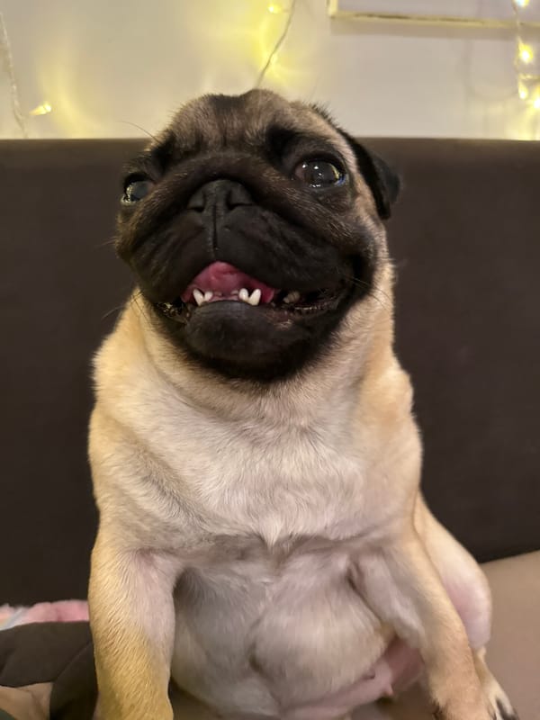 Pug flopped on its back, fully unbothered