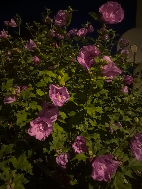 Summer night in Szczecin: flowers and lit streets