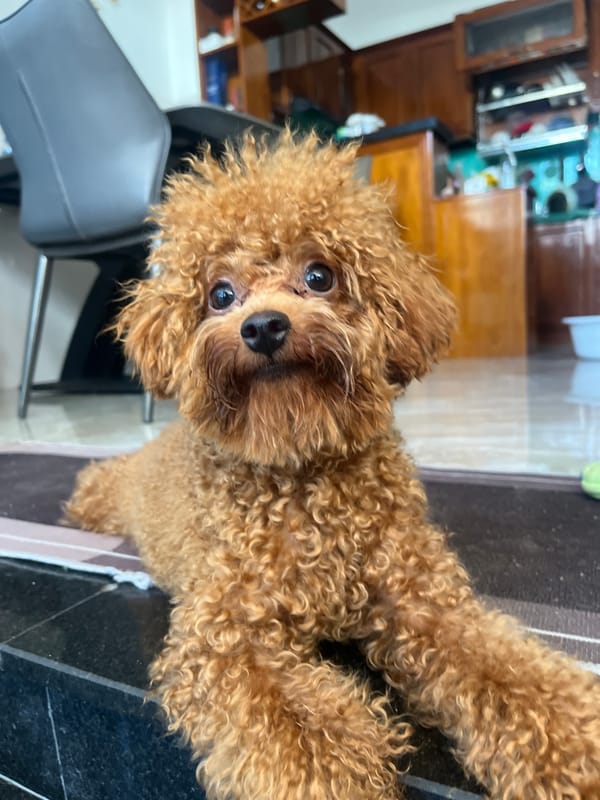 Family morning routine with poodle documented in Vietnamese household