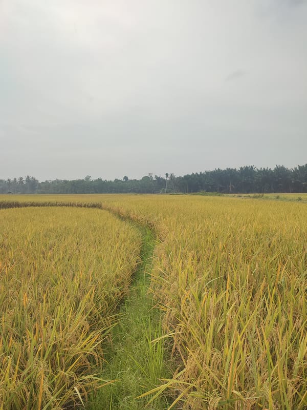 Rural life and cultural moments documented in Blangriek, Indonesia