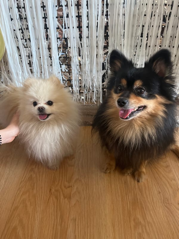 Indoor celebration with Pomeranian dogs documented in Izhevsk, Russia