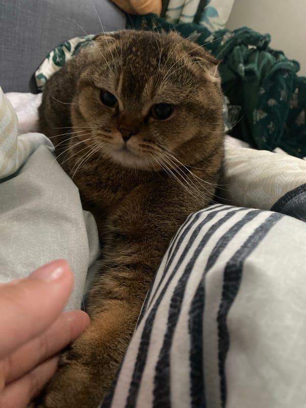 Scottish Fold cat rests on bed in Krasnodar home