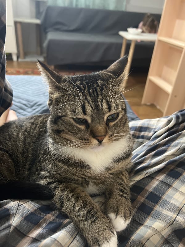 Tabby cat rests on plaid blanket in Kommunarka home