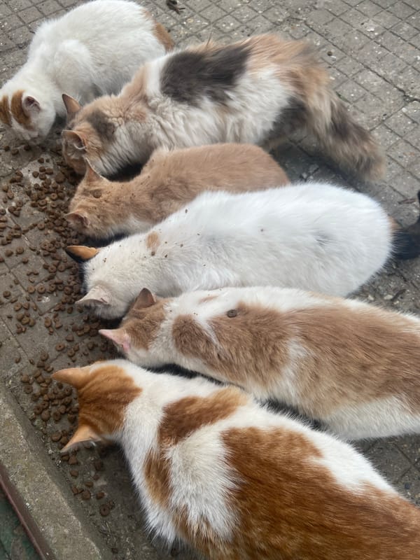Five cats feed on scattered dry food in Gulyantsi