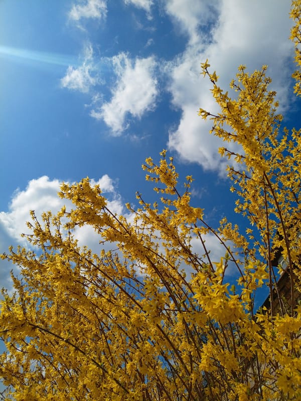 Spring blooms documented in Hrodna, Belarus gardens