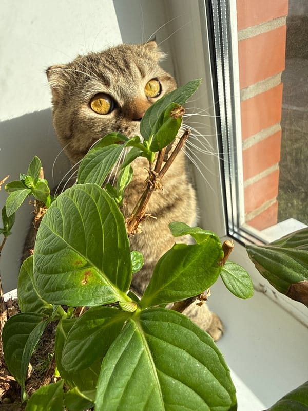 Woman documents quiet afternoon moments with cat and orchids