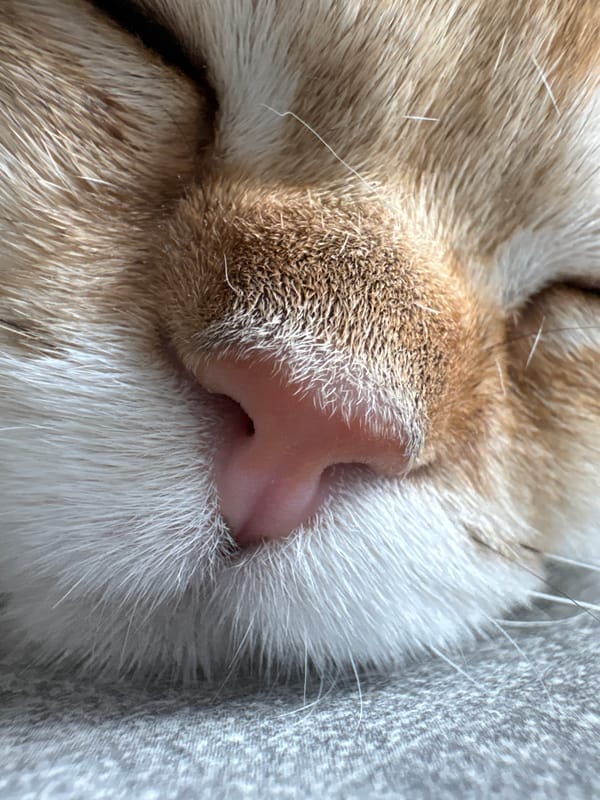 Golden tabby cat naps and lounges around a Bönnigheim home