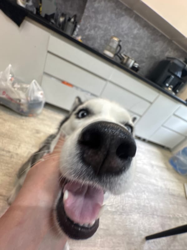 Morning selfie session with husky dog in urban setting