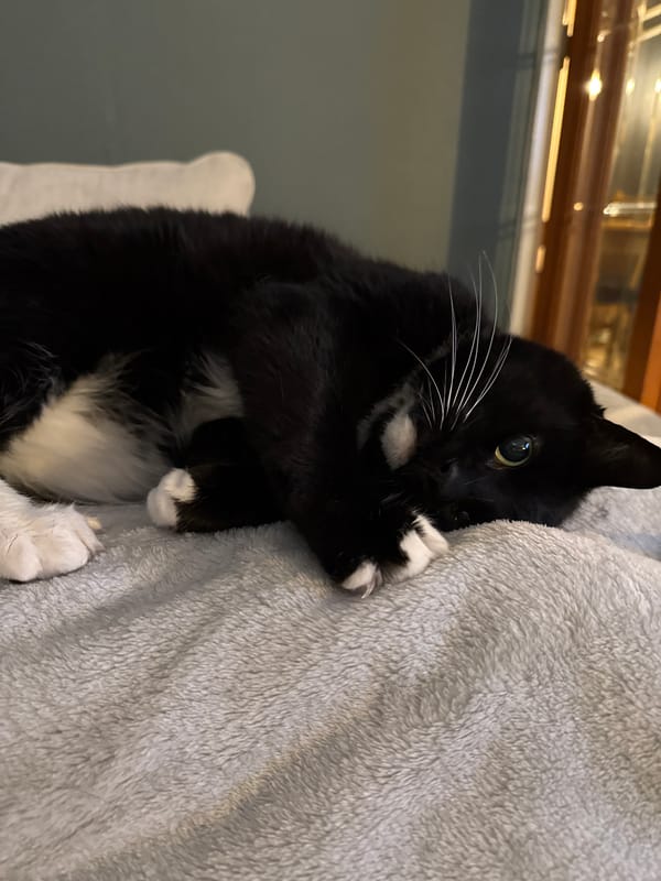 Tuxedo cat plays and rests on blanket in Suffolk