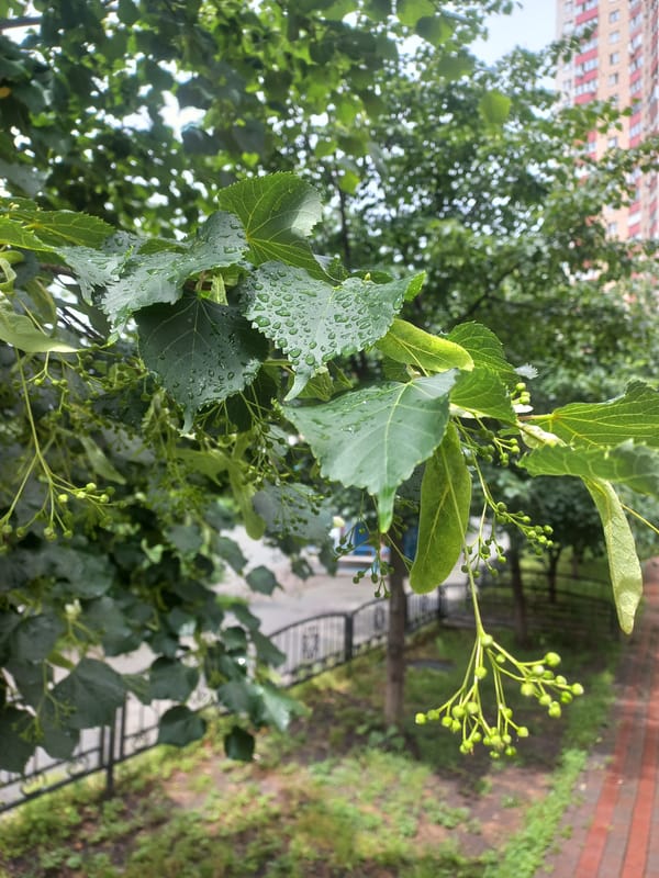 Post-rain garden scene captured: wet leaves, bird feeder, blooming flowers