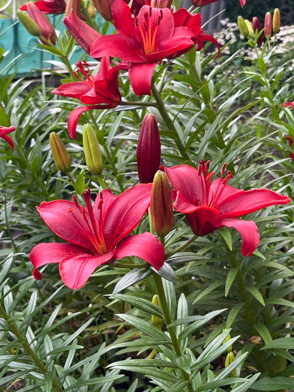 Red lilies in bloom and a drive through Starobaltachevo