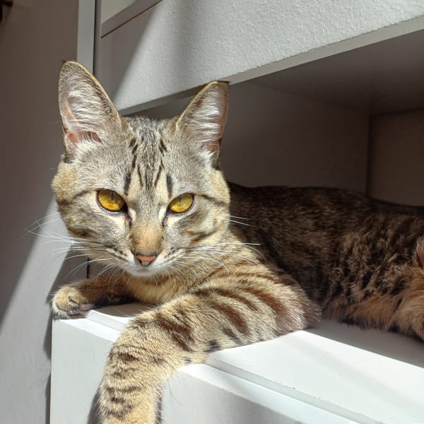 Tabby cat photographed upside down in Curitiba alleyway