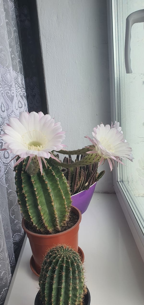 Blooming cacti on a windowsill, flowers in full display
