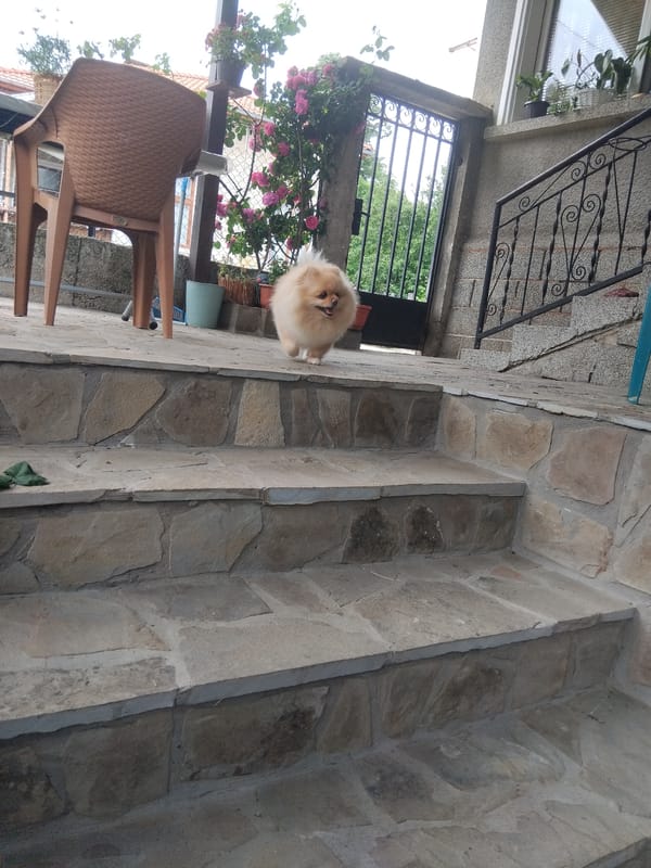 Morning moments captured around Apriltsi, Bulgaria include dog, architecture