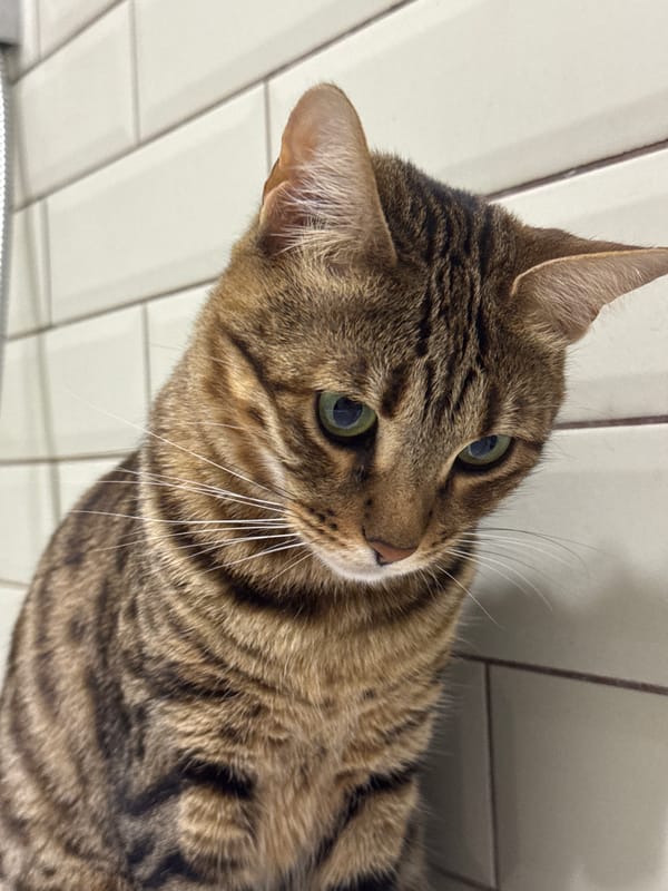 Tabby cat's bathroom routine captured in Votkinsk home
