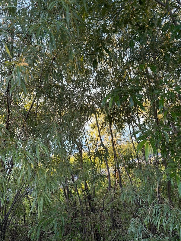 Nature walk meets outdoor ambiance: water, woods, and lights