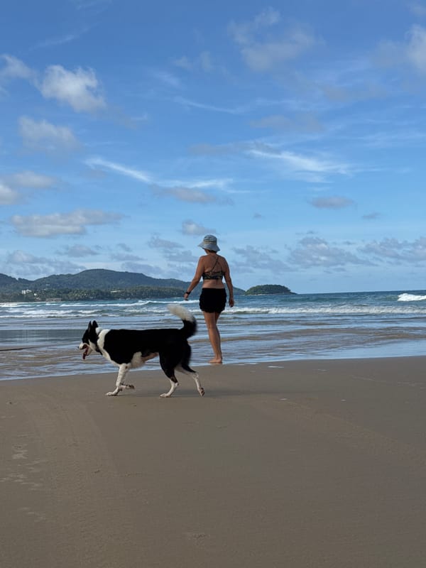 Dogs and beachgoers enjoy a morning at Karon Beach