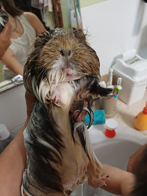 Guinea pig bath time, multiple angles, Sochi sink