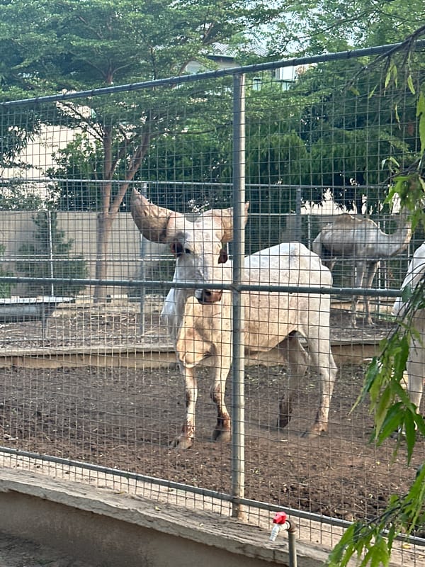 Afternoon tour of a Batagarawa zoo and its surrounding grounds