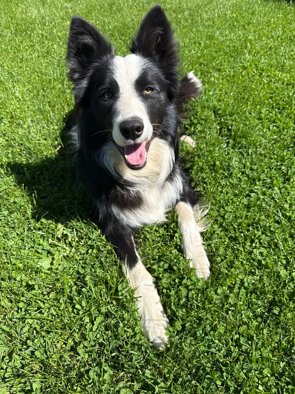 Border Collie, Ginger Cat Spotted in Berkovitsa Park Areas