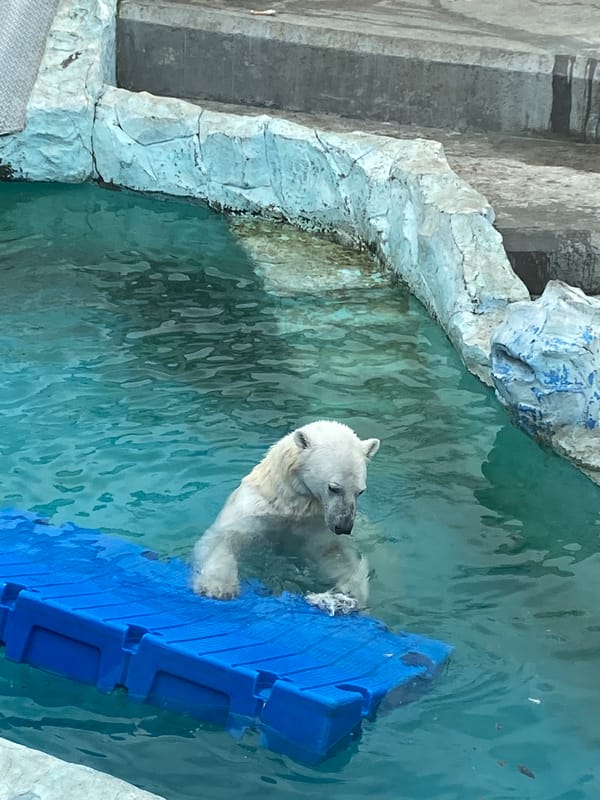 Zoo visitor documents polar bears at Yekaterinburg facility